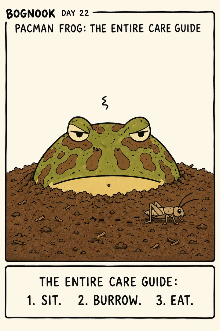 A round Pacman frog whose 'entire care guide' is three steps: sit, burrow, eat. The point: Pacman frogs are sedentary ambush predators that spend most of their life buried, waiting for food.